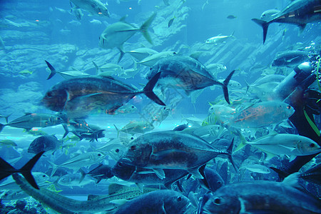 蓝色背景海洋水下水族馆与鱼类珊瑚礁图片