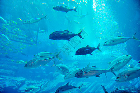 蓝色背景海洋水下水族馆与鱼类珊瑚礁图片