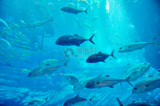 蓝色背景海洋水下水族馆与鱼类珊瑚礁图片