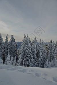 冬季自然景观山岳与树木新鲜的雪图片