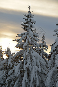 冬季自然景观山岳与树木新鲜的雪图片