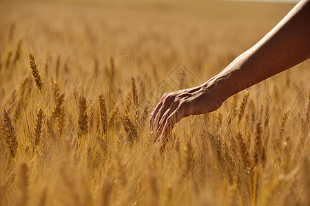 把手放麦田里丰收黄金粮食农业图片