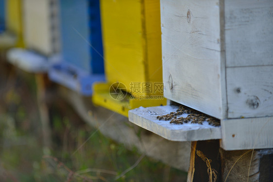 蜜蜂工人农场动物家园自然界代表健康医学机食品的图片