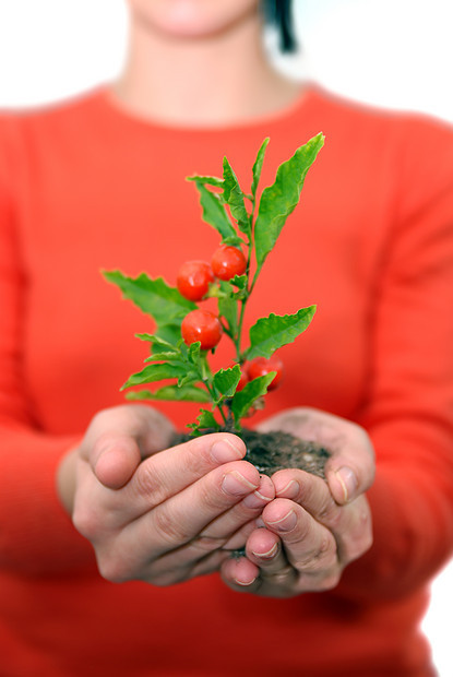 小植物手的生长图片