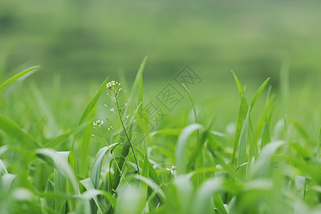 绿色草地特写户外自然背景图片