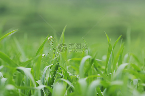 绿色草地特写户外自然背景图片