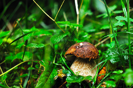 新鲜蘑菇健康生态机栽培食品户外自然背景图片