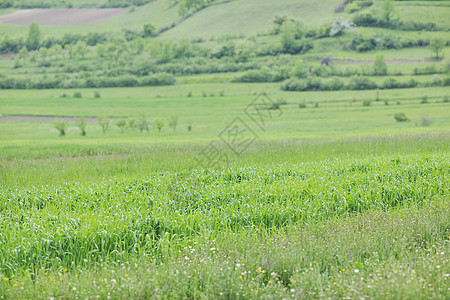 绿色草地特写户外自然背景图片