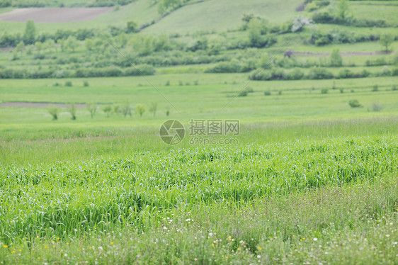 绿色草地特写户外自然背景图片