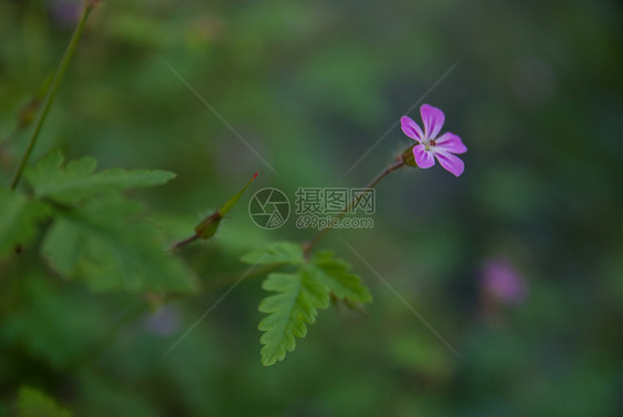 粉红色花图片