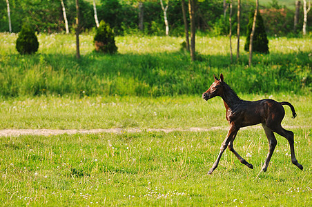 美丽的动物马户外跑步,玩得开心图片