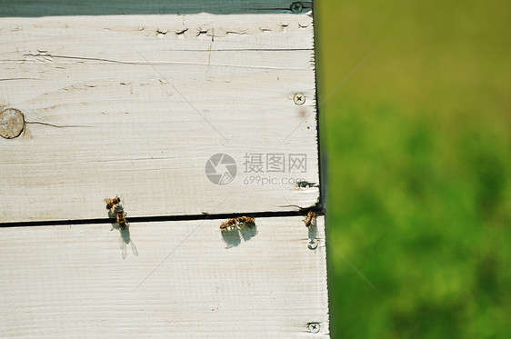 蜜蜂草地上的家,春天的季节鲜花新鲜的青草图片