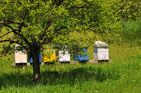 蜜蜂草地上的家,春天的季节鲜花新鲜的青草图片