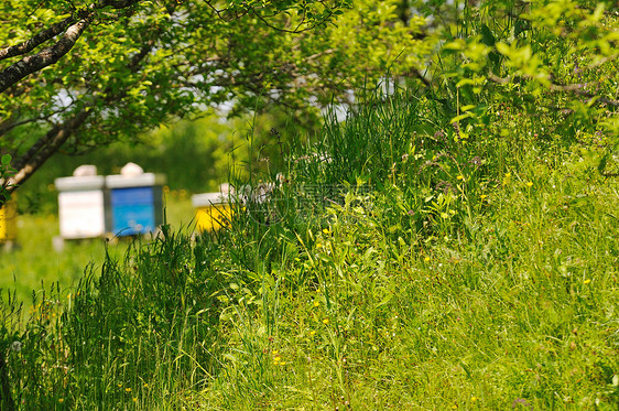 蜜蜂草地上的家,春天的季节鲜花新鲜的青草图片