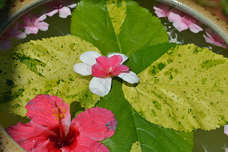 水杯美丽的花朵,各种背景颜色水疗健康美容中心图片