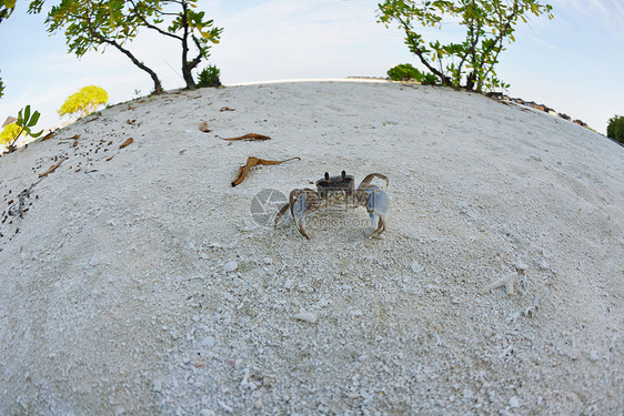 白沙滩上的螃蟹热带野生动物图片