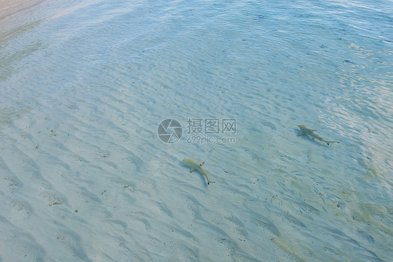 海洋中的小鲨鱼图片