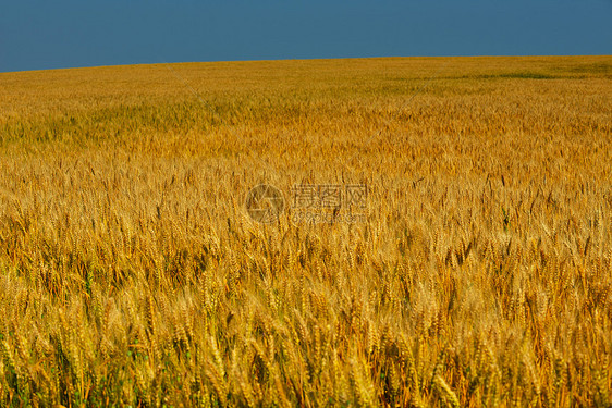 金色麦田,背景蓝天图片