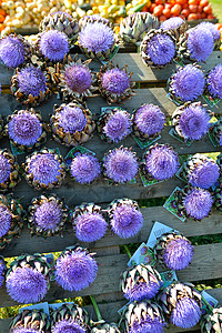 洋蓟紫花背景市场上图片