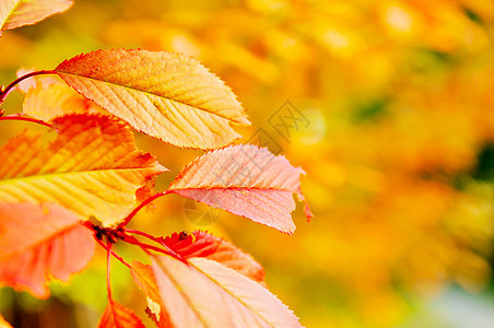 秋季季节橙色叶子的背景自然界图片