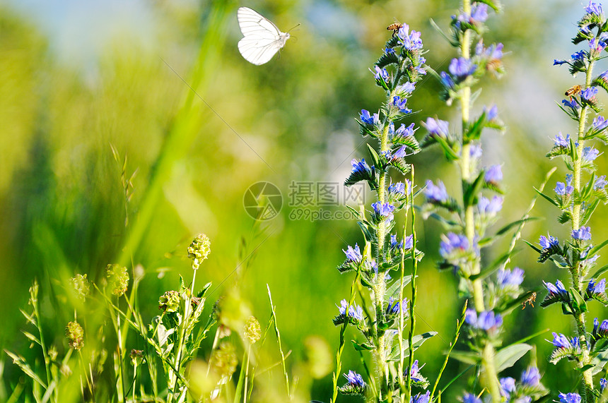阳光明媚的日子里,白色的蝴蝶飞过草地上的植物花朵图片