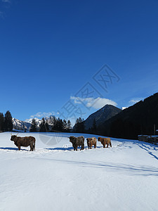 自然场景与牛动物冬季与雪山景观背景背景图片