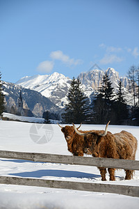 自然场景与牛动物冬季与雪山景观背景图片