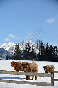 自然场景与牛动物冬季与雪山景观背景图片