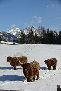 自然场景与牛动物冬季与雪山景观背景图片