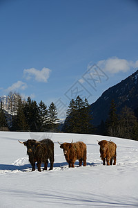 自然场景与牛动物冬季与雪山景观背景图片