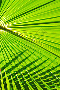 绿色鲜叶的棕榈背景特写图片
