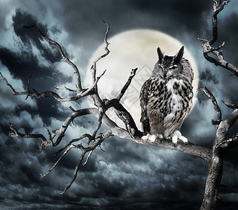 猫头鹰栖息棵树上迎着月亮图片