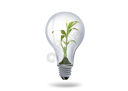 灯泡的插图,植物图片