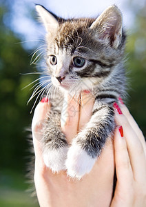 女手牵着小猫的特写照片图片