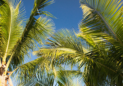 假期,自然背景蓝天上的棕榈树图片