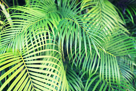 自然背景棕榈树叶的特写图片