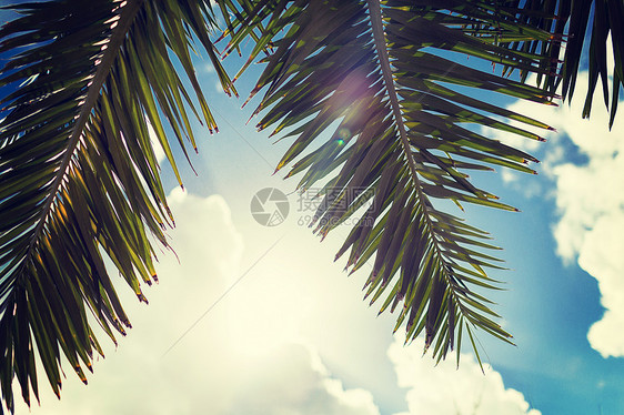 假期,自然背景棕榈树蓝天白云图片