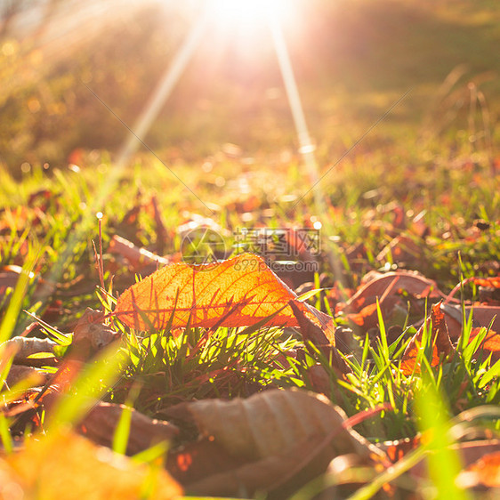 秋叶覆盖着绿色的草金色的阳光图片