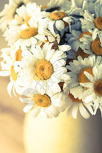 花瓶里的白色雏菊水滴图片