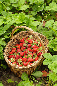 户外花园里篮子里的草莓图片
