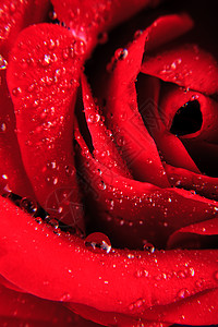 红色玫瑰与水滴紧密相连图片