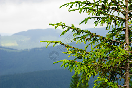 山背景下松树的部分图片