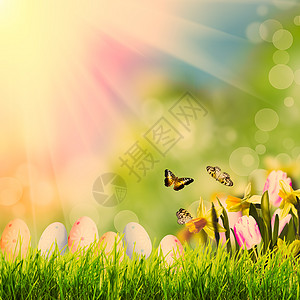 复活节问候与草春天的波克阳光图片
