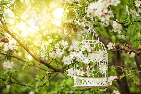 日落时苹果树上的鸟笼图片
