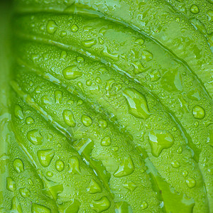雨刮片寄主留下个绿色图案与雨滴背景