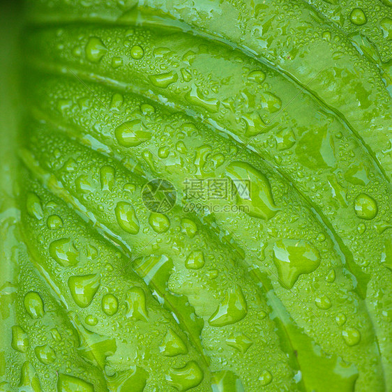 寄主留下个绿色图案与雨滴图片