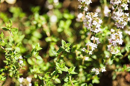 百里香花花园里开得很近图片