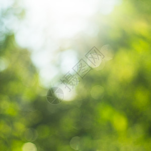自然光Bokeh离焦的树叶背景图片