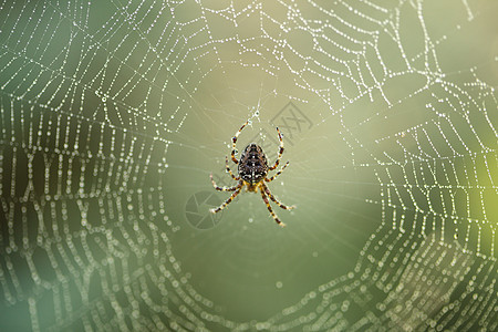 蜘蛛网页,观视图图片