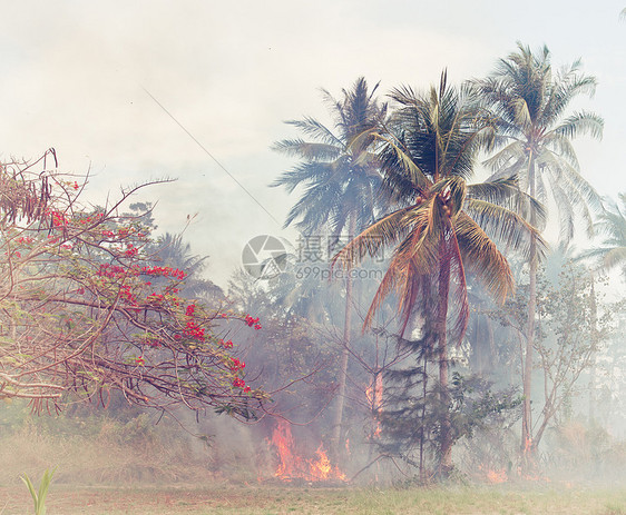 丛林森林里的火泰国图片